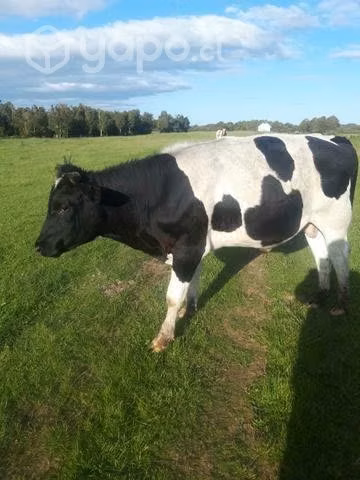 Toro de 2 años - Imagen 2