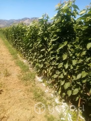 Vivero la Palmilla - Imagen 6