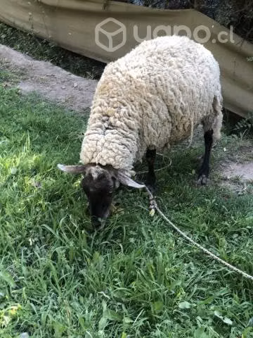 3 ovejas melliceras y 1 macho