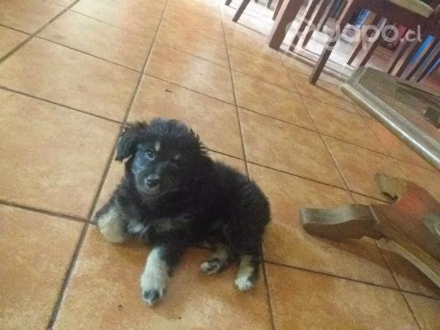 Se regala hermosa cachorra