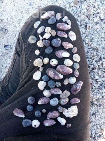 Conchitas para artesanías - Imagen 3