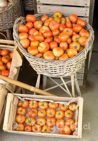 Tomate Limachino Antiguo