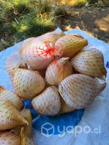 Económico Ajo Chilote Para Cocina Gourmet