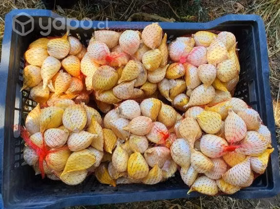 Económico Ajo Chilote Para Cocina Gourmet