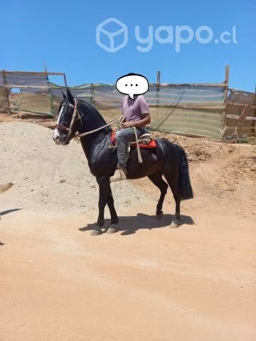 Caballo - Imagen 2