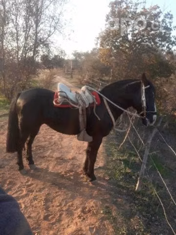 Caballo