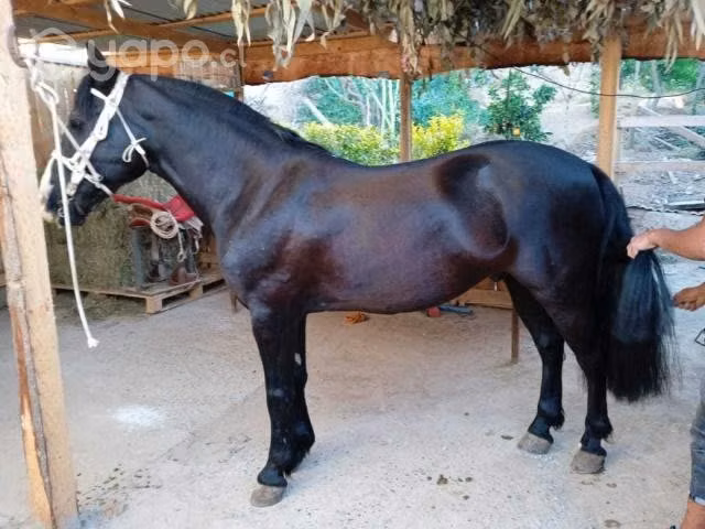 Caballo - Imagen 3