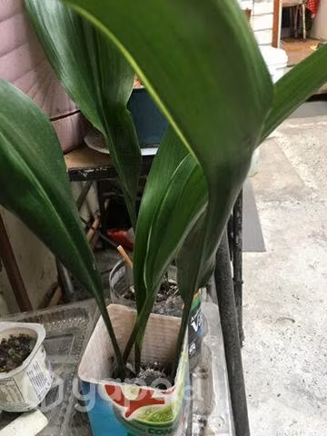 Hermosas Plantas de interior