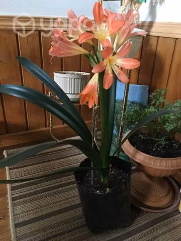 Hermosas Plantas de interior
