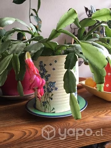 Hermosas Plantas de interior
