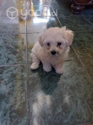 Poodle toy hembra blanca 2 meses y medio