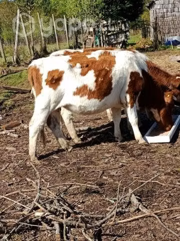 Vaca