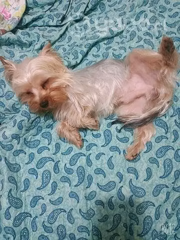 Necesito una polola para mis perritos yorkshire - Imagen 3