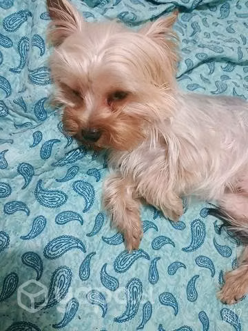 Necesito una polola para mis perritos yorkshire - Imagen 2