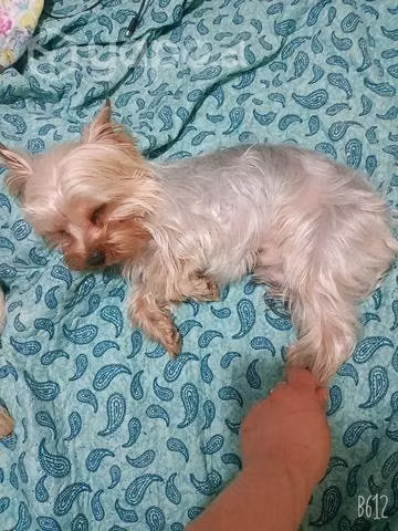Necesito una polola para mis perritos yorkshire