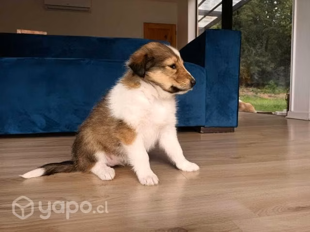 Cachorros collie de pelo largo