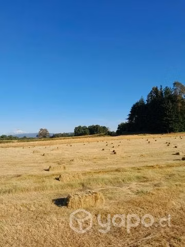 Fardos de pasto - Imagen 3