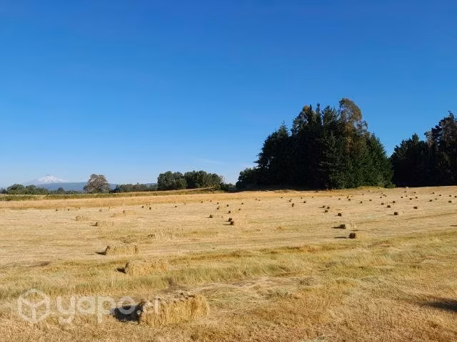 Fardos de pasto - Imagen 2
