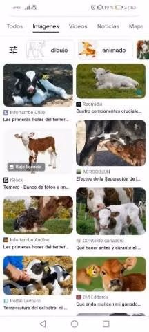 Se compra ternero