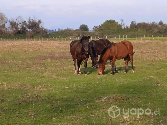 Caballos chilenos - Imagen 4