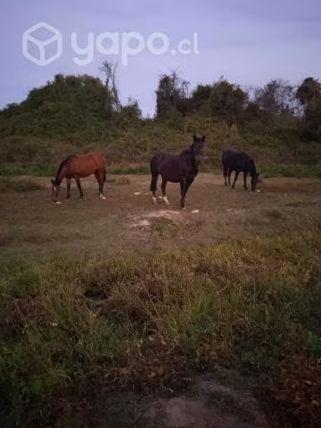 Caballos chilenos - Imagen 6