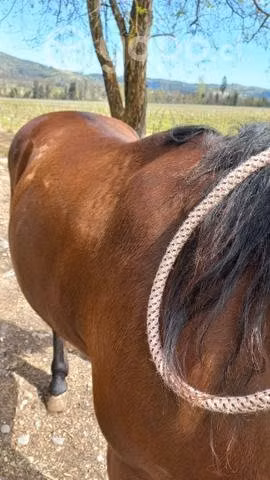 Caballo Pichanguero - Imagen 4