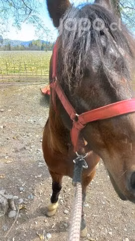 Caballo Pichanguero - Imagen 2