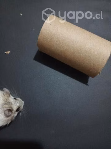 Juguetes para hamster - Imagen 2