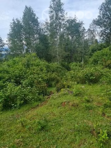 Campo comuna de fresia.décima región