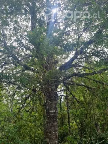 Campo comuna de fresia.décima región