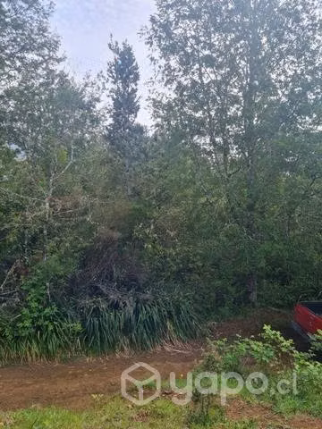 Campo comuna de fresia.décima región