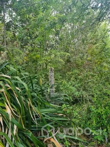 Campo comuna de fresia.décima región