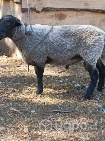 Carnero
