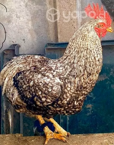 Gallos colloncos