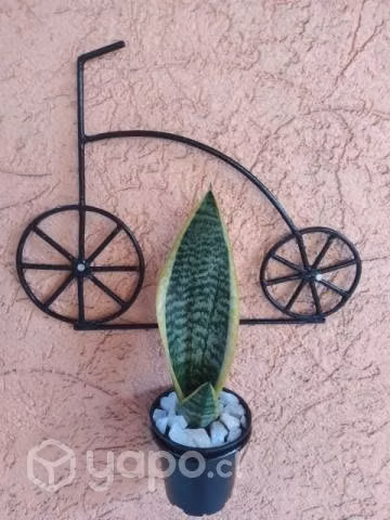 Porta macetas