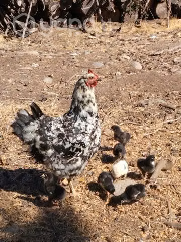Gallinas flor de haba - Imagen 2