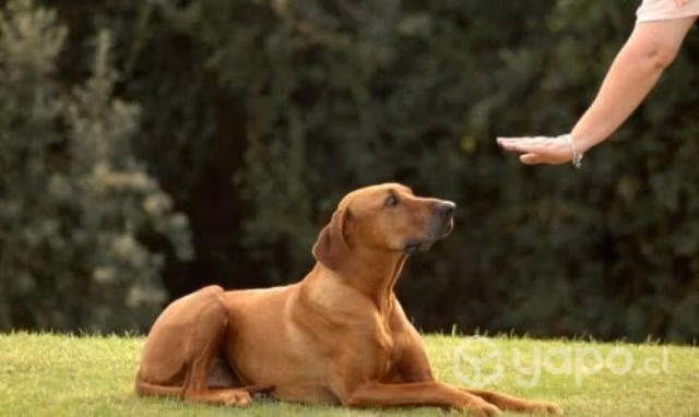 Adiestramiento Canino