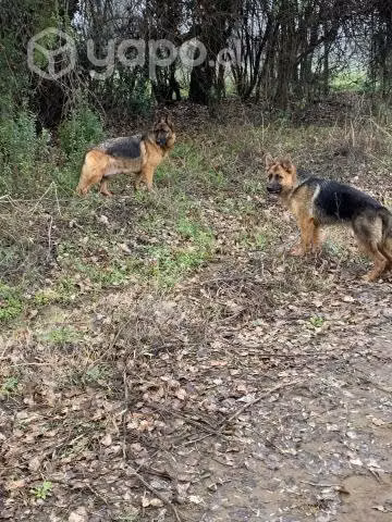Cachorros Pastor Alemán - Imagen 2