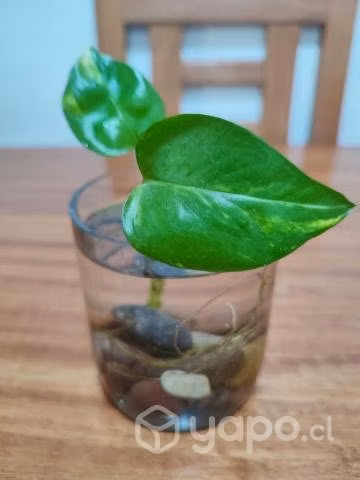 Pothos Potus Acuatico