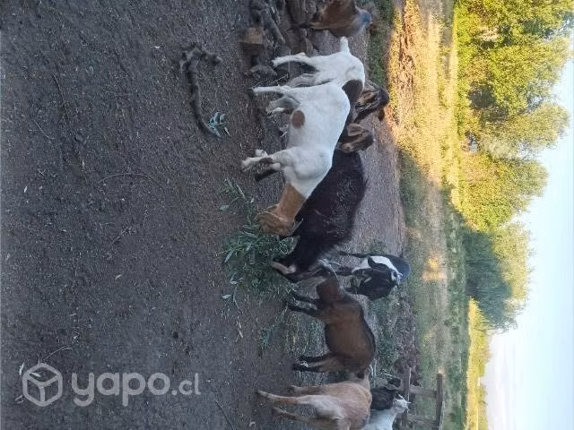Cabras - Imagen 3