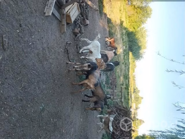 Cabras - Imagen 2