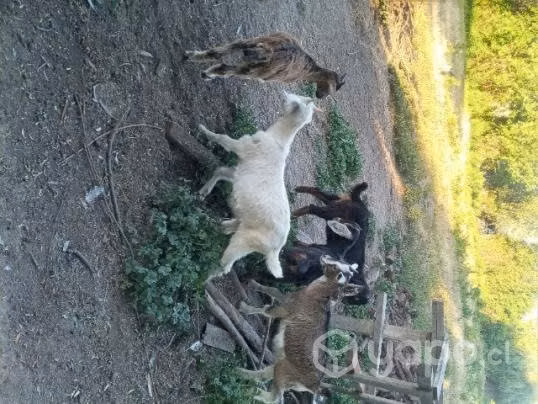 Cabras - Imagen 4