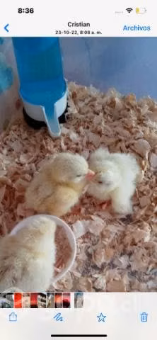 Pollitos broiler