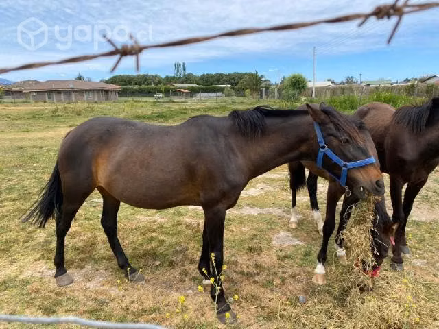 yegua amanzada con sus dos potrancas