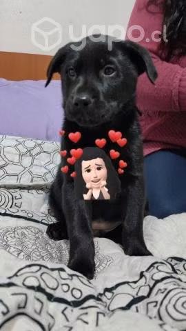 Adopción Cachorros