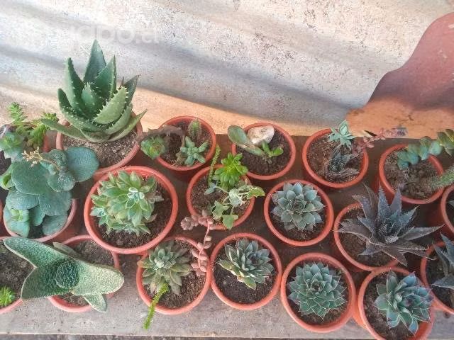 Suculentas y mas