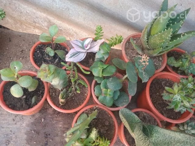 Suculentas y mas