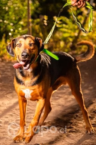 Perrito en adopción, 3 años muy sociable