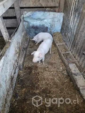 Chanchos Maltones