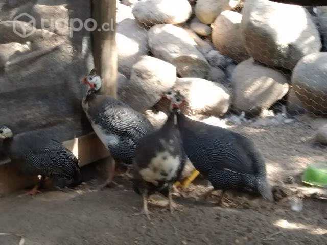 Gallinetas adultas y juveniles